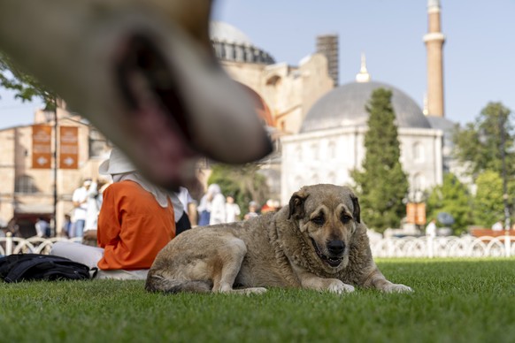 A stray dog rests outside Byzantine-era Hagia Sophia mosque in Istanbul, Turkey, Wednesday, July 3, 2024. A Turkish parliamentary commission has approved a bill aimed at regulating the country&#039;s  ...
