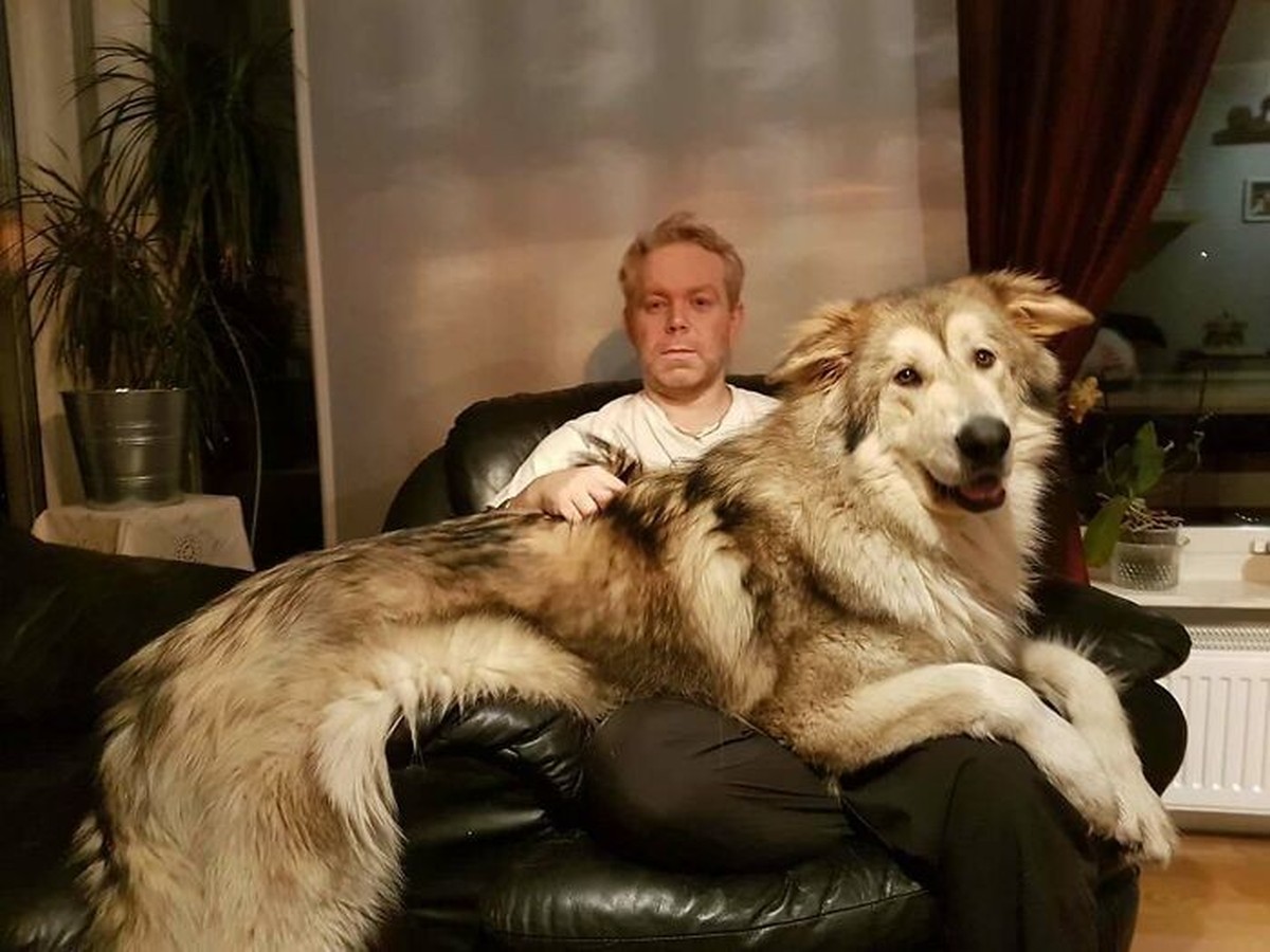 cute news animal tier hund dog

https://www.boredpanda.com/giant-dog-breeds/?utm_source=google&amp;utm_medium=organic&amp;utm_campaign=organic