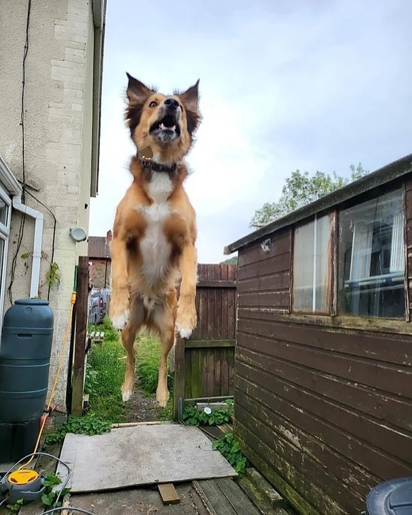 cute news tier hund

https://www.instagram.com/p/DIRAPOBCPfE/?img_index=4