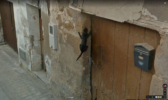 Google View Tiere