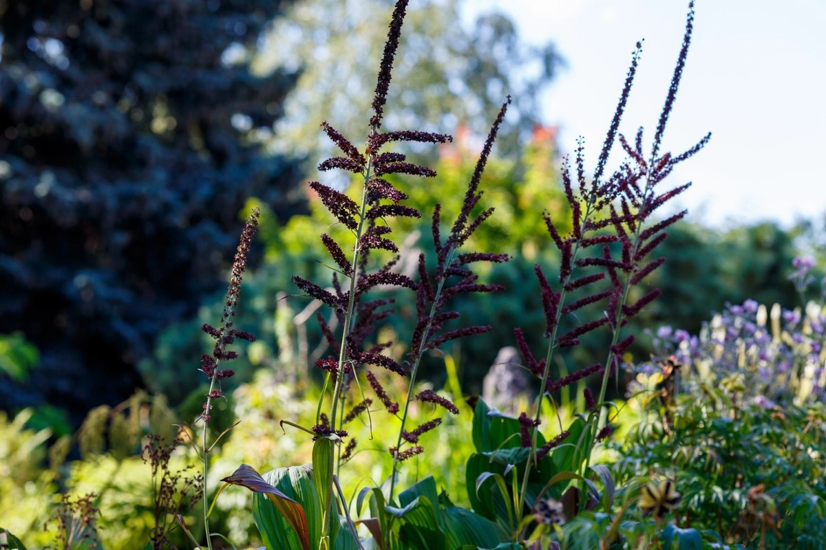 Le Vératre noir fleurit également en juillet, mais se reconnaît à ses grappes noirâtre souples.