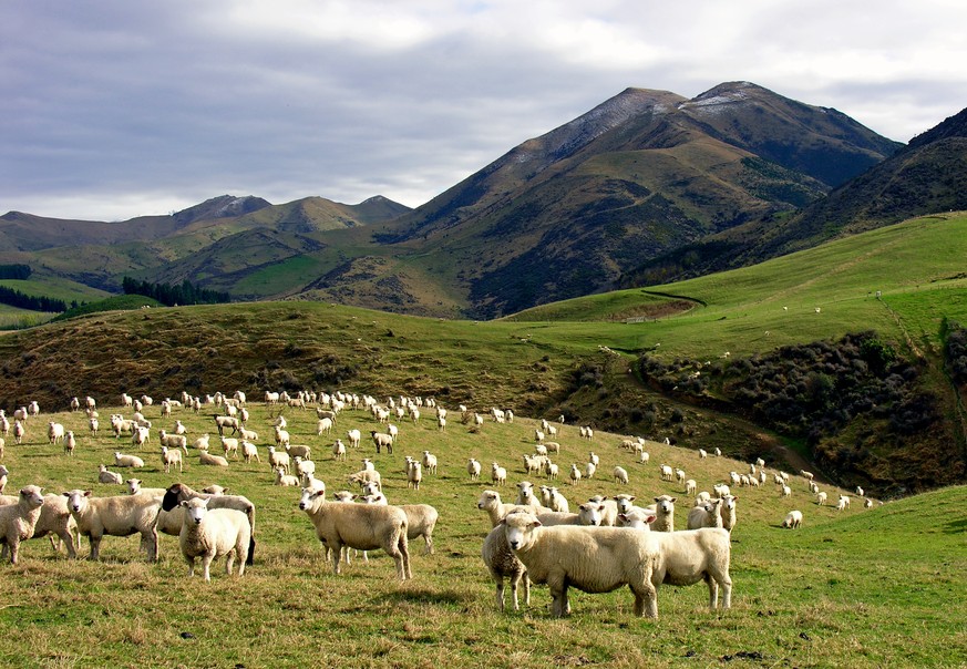 Schafe spielen in der Landwirtschaft von Neuseeland immer noch eine grosse Rolle. (Bild: wikimedia)