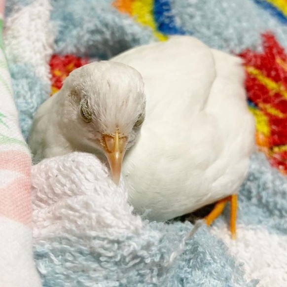 cute news animals tier

https://www.reddit.com/r/illegallysmolbirbs/comments/qiehhn/the_danger_quail_is_asleep_run/