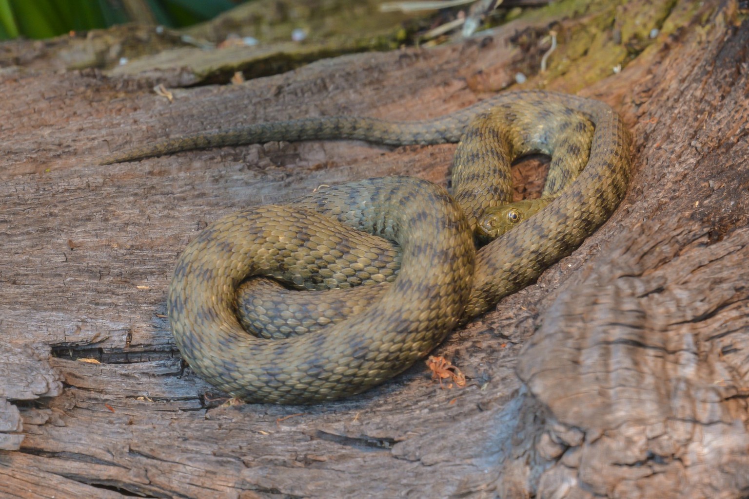 dice snake, 11.10.2020, Copyright: xnounoursx Panthermedia21920015