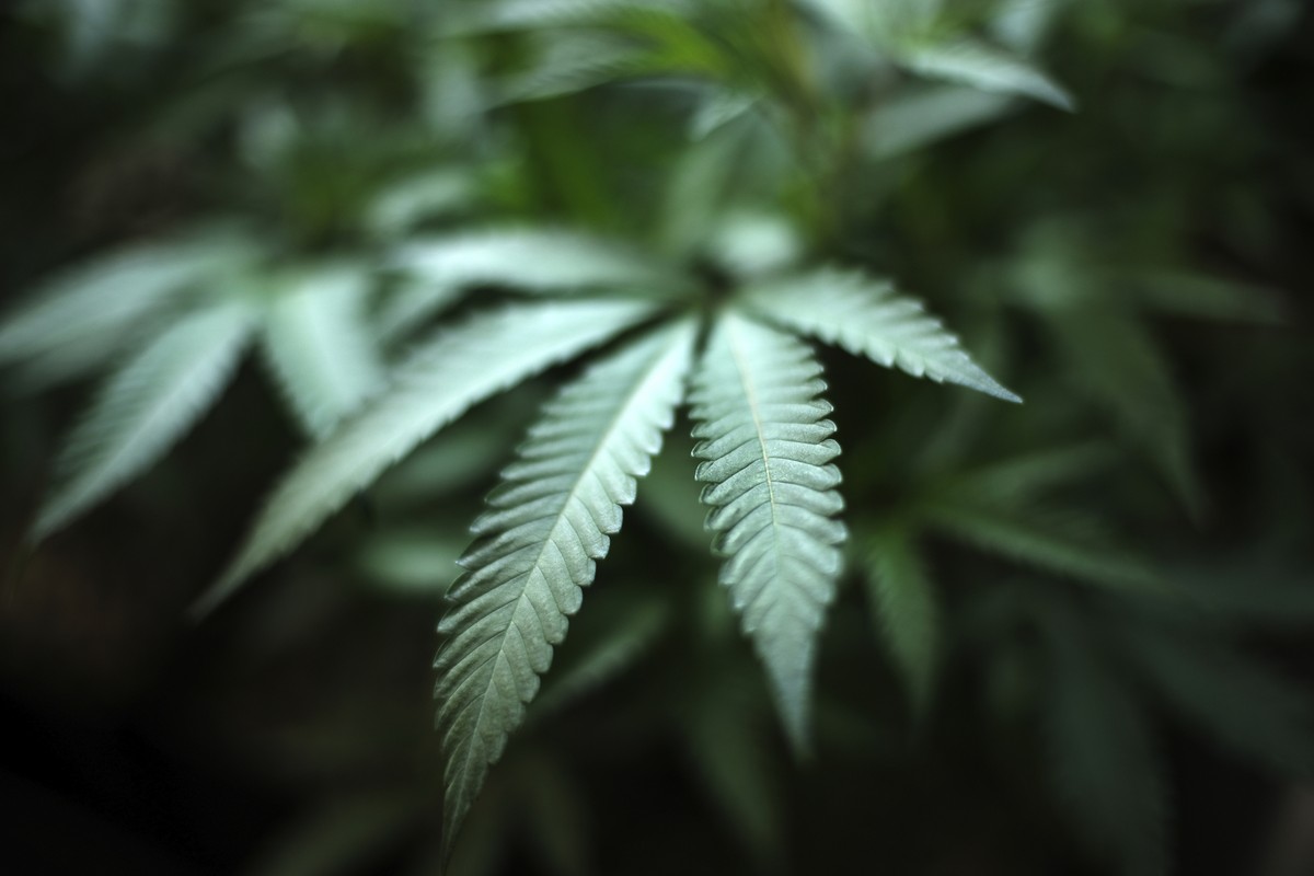 FILE - An indoor cannabis farm in Gardena, Calif., is seen, Aug. 15, 2019. Marijuana advocates are gearing up for Saturday, April 20, 2024. Known as 4/20, marijuana's high holiday is marked by la ...