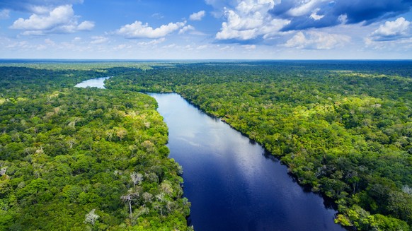 Amazonas Regenwald