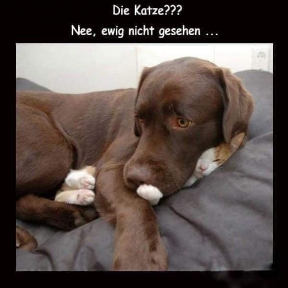 Hier gibt&#039;s ﾃｼber 40 lustige Tierbilder (Banana for scale)
仆