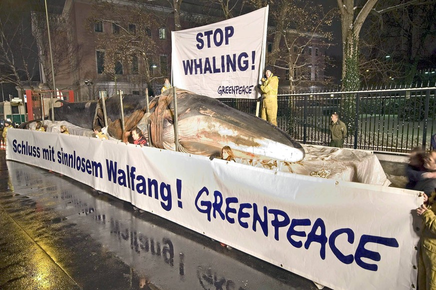Greenpace shows a dead-whale in front of Japanese Embassy in Berlin Greenpeace activists protest with a 17 meter long dead fin whale in front of the Japanese embassy in Berlin, Germany on January 18,  ...