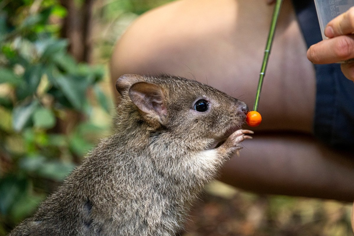 Zoo Zürich Bürstenschwanz-Rattenkänguru, Woylies