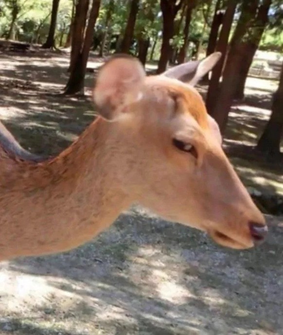 cute news tier deer

https://ch.pinterest.com/pin/729160995940587666/