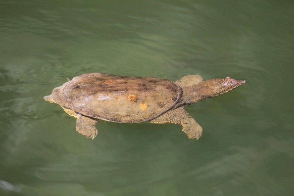 Chinesische Weichschildkröte Trionyx sinensis *** Chinese softshell turtle Trionyx sinensis Copyright: imageBROKER/W.xLayer ibllay05256182.jpg Bitte beachten Sie die gesetzlichen Bestimmungen des deut ...