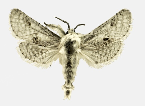 This undated photo provided by Eric H. Metzler shows a new species of moth, discovered by Metzler, that will be named by the lucky winner of an online auction whose proceeds will benefit the Western N ...