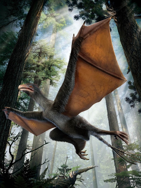 Dinosaurier im Gleithörnchen-Format: So könnte Yi qi im Gleitflug ausgesehen haben.&nbsp;