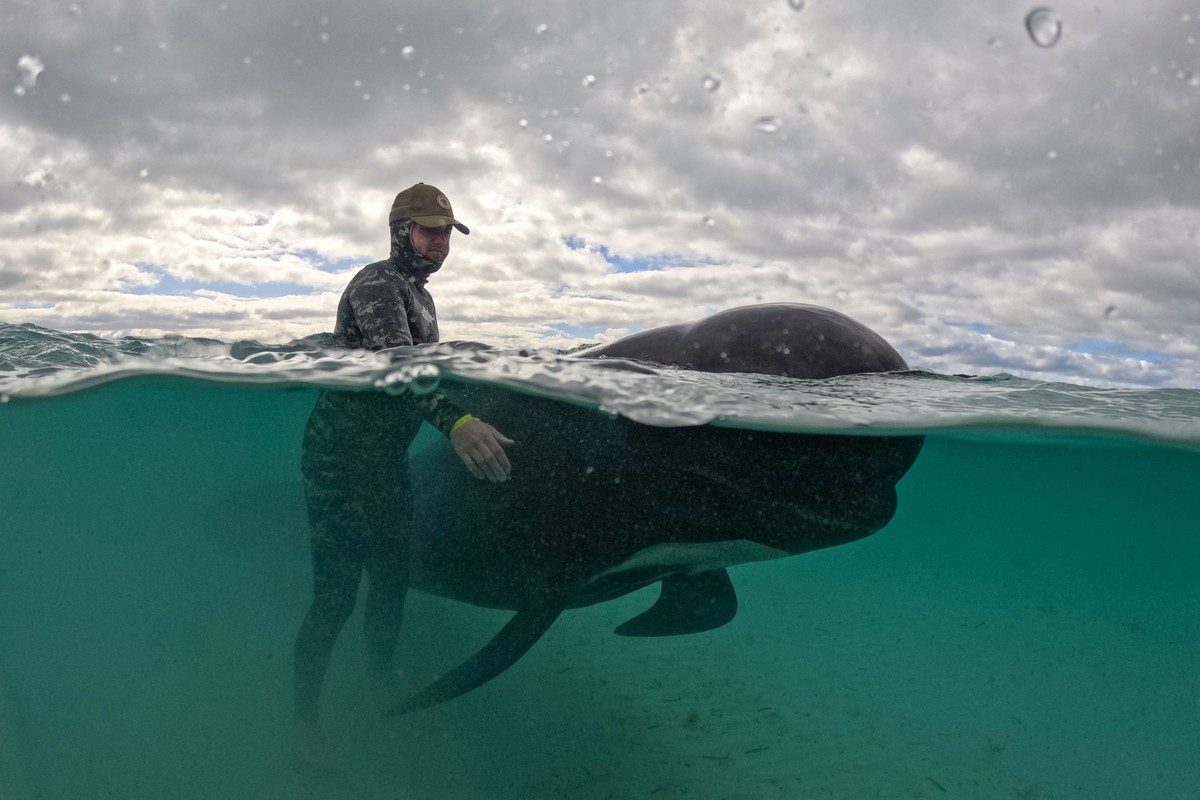 epa10768979 A handout photo made available by Western Australia's state Department of Biodiversity, Conservation and Attractions shows volunteers working to keep a pod of long-finned pilot whales ...