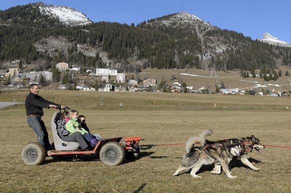 A musher in action with his dog-sled on a green field without snow, in the Swiss Alps, during Christmas holydays, in Leysin, western Switzerland, December 24, 2015. The snow has melted as a result of  ...