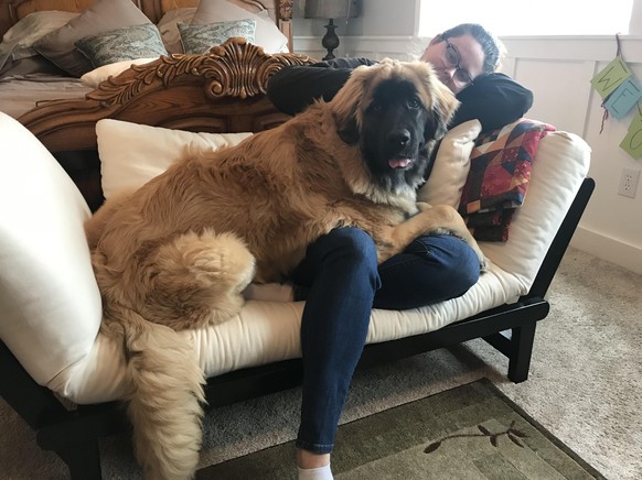 cute news animal tier hund dog

https://www.reddit.com/r/bigdogs/comments/ap6cw1/updated_pic_of_millie_the_leonberger_7_months_old/