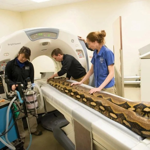 cute news tier 

https://www.reddit.com/r/Damnthatsinteresting/comments/1kbzx09/some_of_my_favorite_images_of_animals_getting_ct/#lightbox