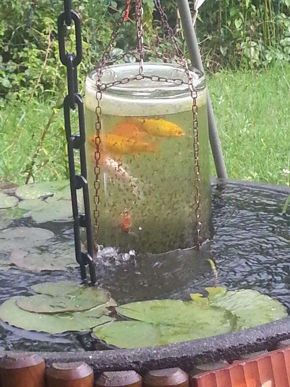 21 Do-it-yourself-Ideen, die du wirklich umsetzen kannst
Jeden sommer haben unsere fische einen aussichtsturm ЁЯШГ