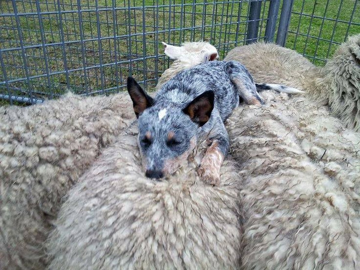 Lustige Tierbilder: Hund schläft auf Schaf