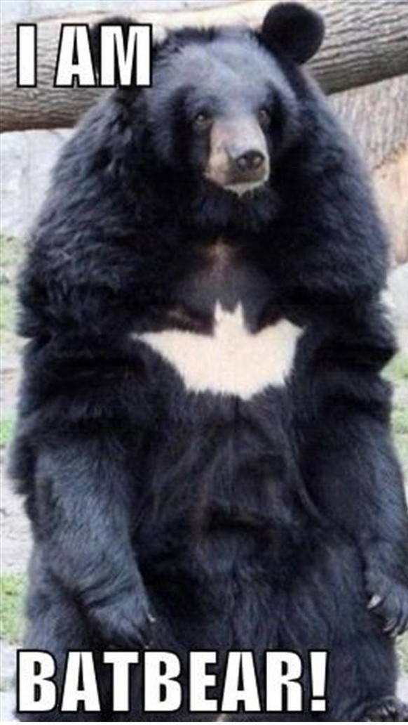 Batbear

http://www.trollox.com/funny-animals-with-captions-lol/