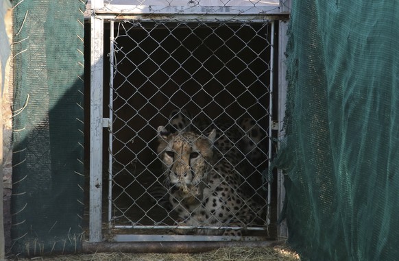 FILE - A cheetah lies inside a transport cage before traveling to India, at the Cheetah Conservation Fund in Otjiwarongo, Namibia, Friday, Sept. 16, 2022. India will receive 12 cheetahs from South Afr ...