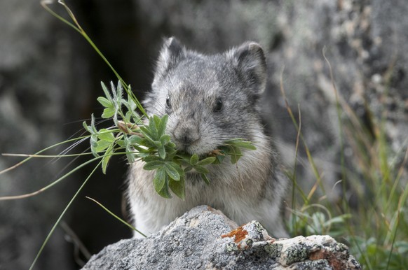 Pfeifhasen/Pikas