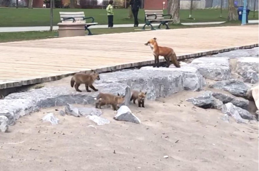 DIE neue Attraktion in Toronto: eine Fuchsfamilie.