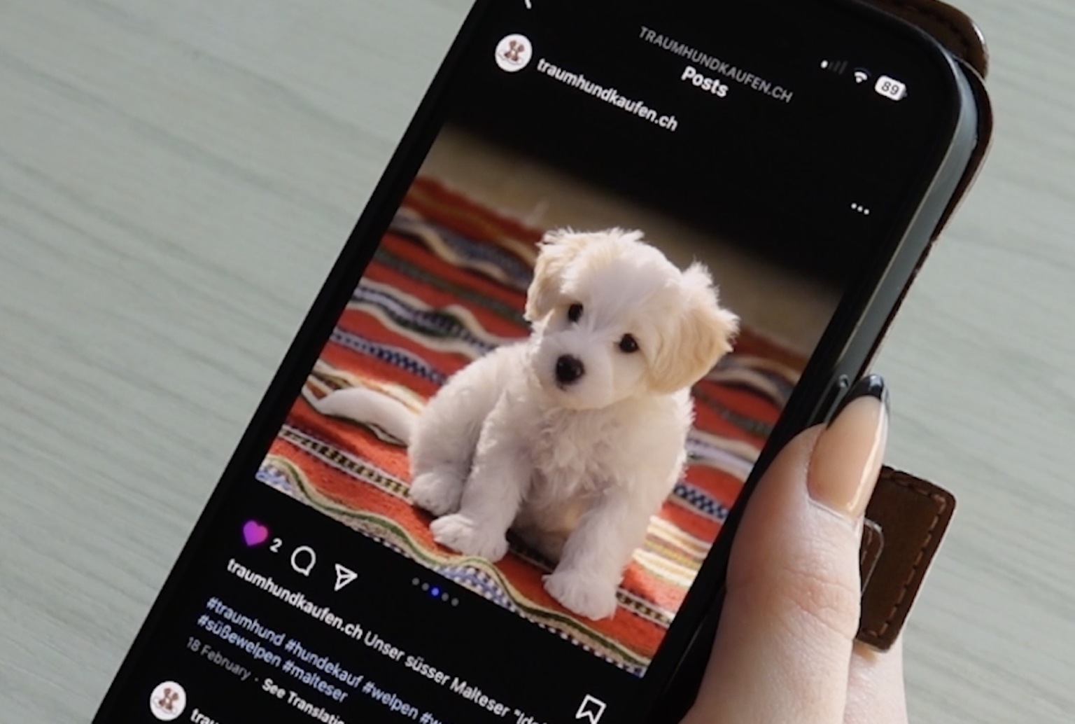 Über die Vergangenheit von Idefix ist nicht viel bekannt. Der Zürcher Tierschutz erhält keine Informationen vom Veterinäramt, da dieses der gesetzlichen Schweigepflicht unterliegt.