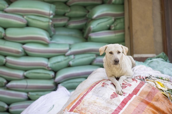 Al-Zarayib Kairo Muellstadt 31032025 - Ein Strassenhund Im Viertel Al-Zarayib in Kairo wohnen Menschen, deren Aufgabe es ist, Muell zu sammeln und zu sortieren. Sie zaehlen zu den aermsten Bewohnern K ...