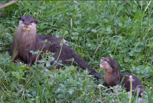 Otter Basel Basler Zoo
