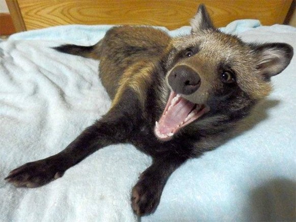 Japanischer Marderhund aka Tanuki