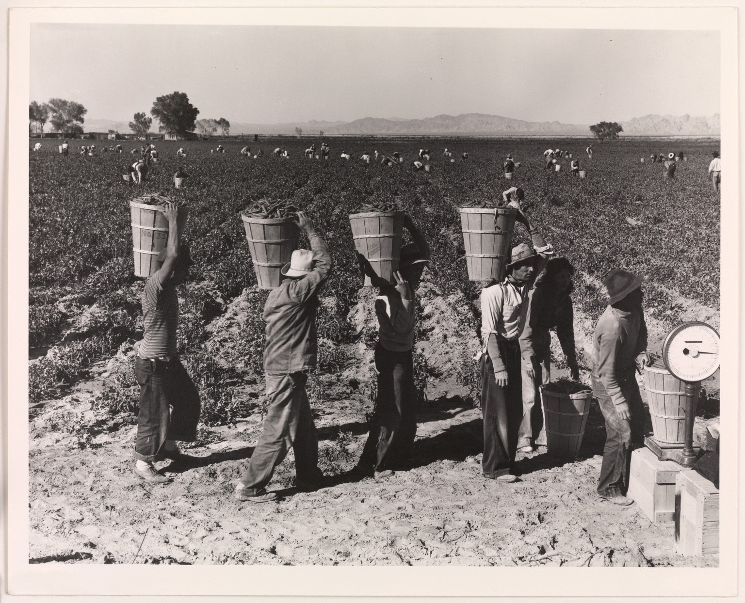 Erntearbeiter bei der Erbsenernte Dorothea Lange (1939)

Dorothea Lange