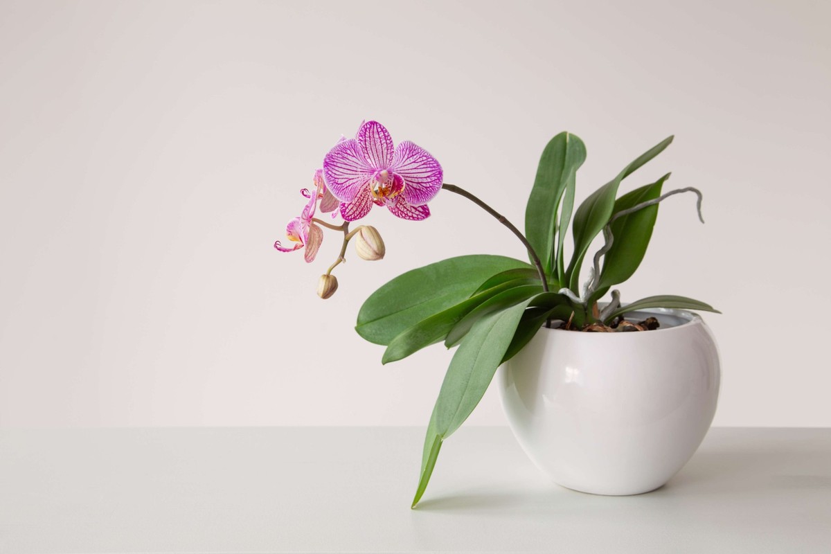 Phalaenopsis cultivars
