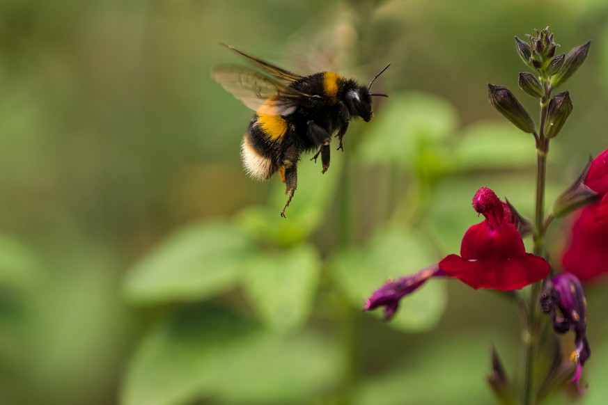 Erdhummel