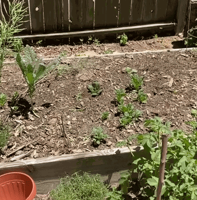 Animiertes GIF
