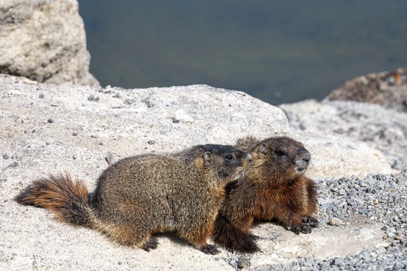 Two Yellow-bellied Marmot Posing on a Rock near Yellowstone Lake xkwx yellow-bellied marmot, marmot, yellow-bellied, rock chuck, wildlife, yellowstone, wild, animal, rodent, fur, cute, nature, mammal, ...