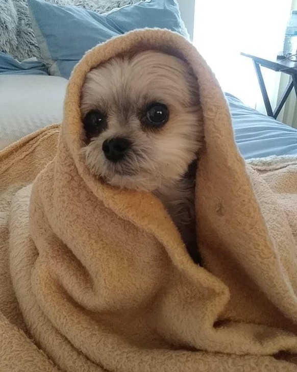 hund dog animal tier cute news
https://www.reddit.com/r/aww/comments/r66r1t/shes_not_mad_just_disappointed/