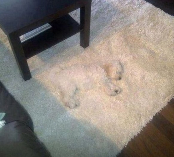 Hund spielt verstecken