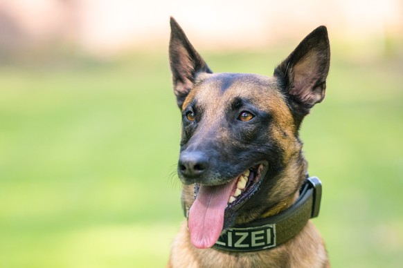 27.05.2020, Niedersachsen, Rastede: Diensthund Simba, ein belgischer Sch