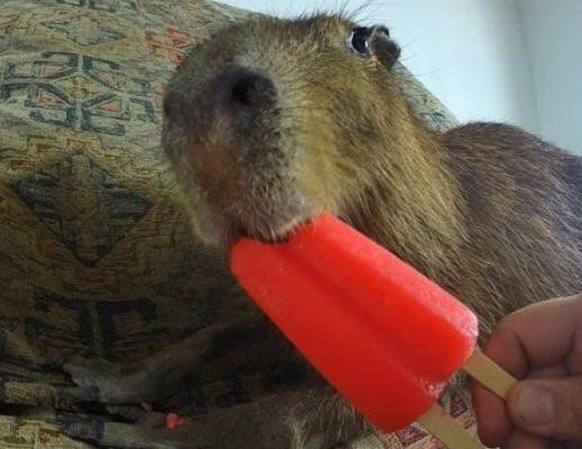 cute news capybara

https://www.reddit.com/r/lol/comments/ur15ig/capybara_eating_ice_lolly/