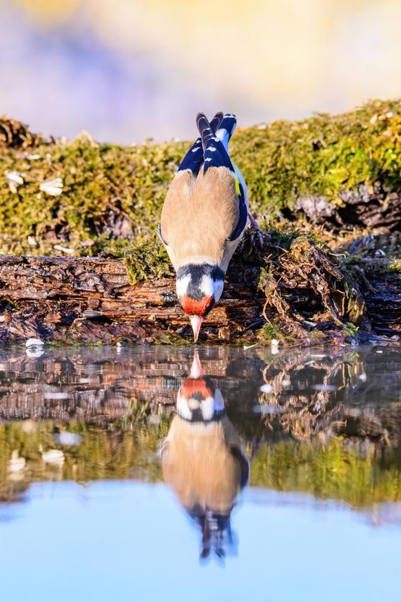 Stieglitz (Carduelis carduelis)