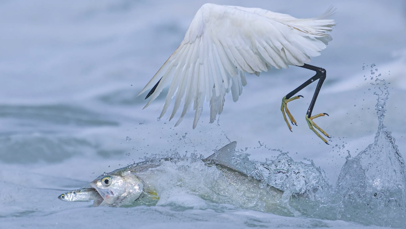 Verhalten: Vögel
