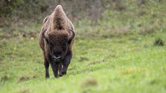 An European bison is photographed in a 50 ha enclosure of the "Projekt Wisent Thal", on Thursday, Nov. 3, 2022, in Welschenrohr, Switzerland. After seven weeks of stay, the acclimatization e ...