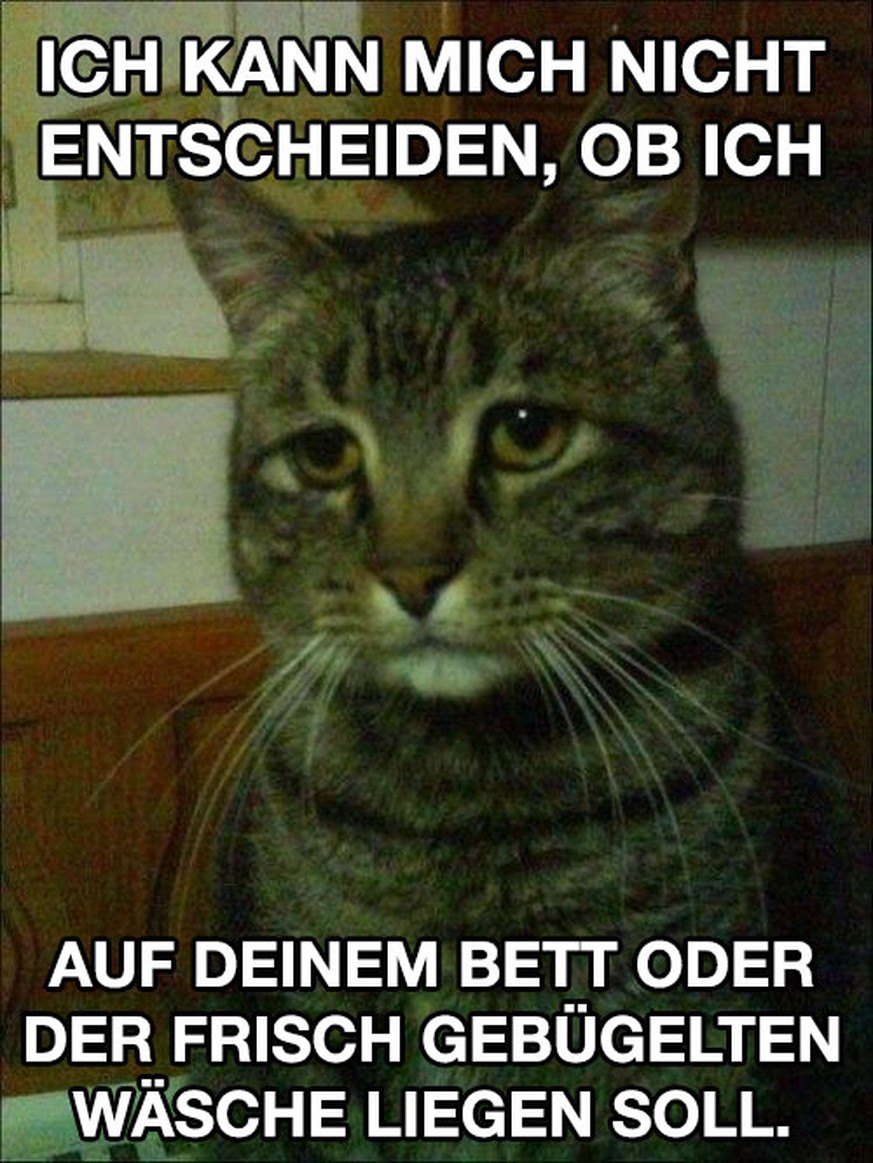 First World Problems bei Katzen