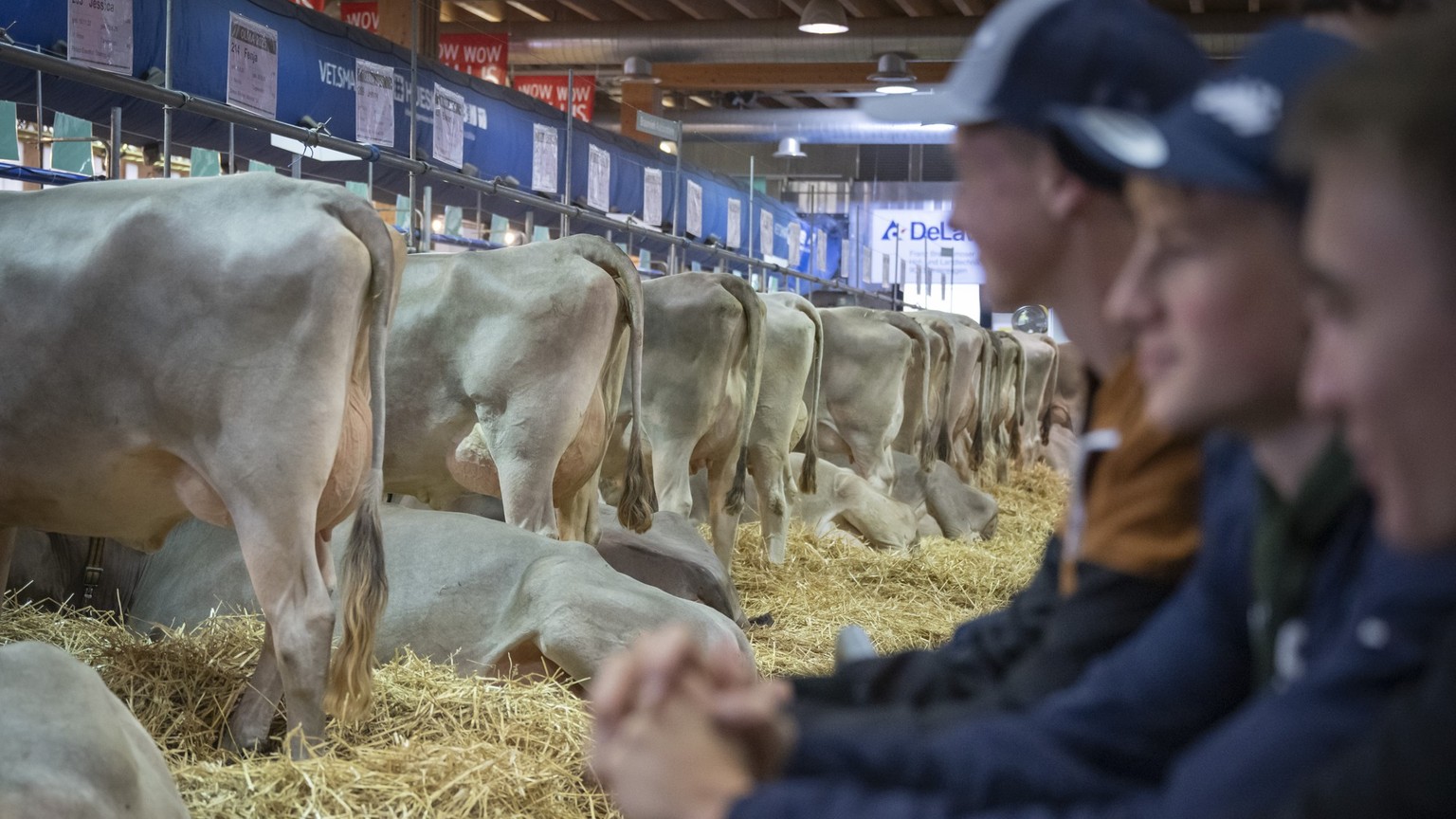 Besuchende betrachten Kuehe in der Halle 7, bei der Eroeffnung der 82. OLMA Schweizer Messe fuer Landwirtschaft und Ernaehrung, am Donnerstag, 9. Oktober 2025, in St.Gallen. Die Messe dauert vom 9. bi ...