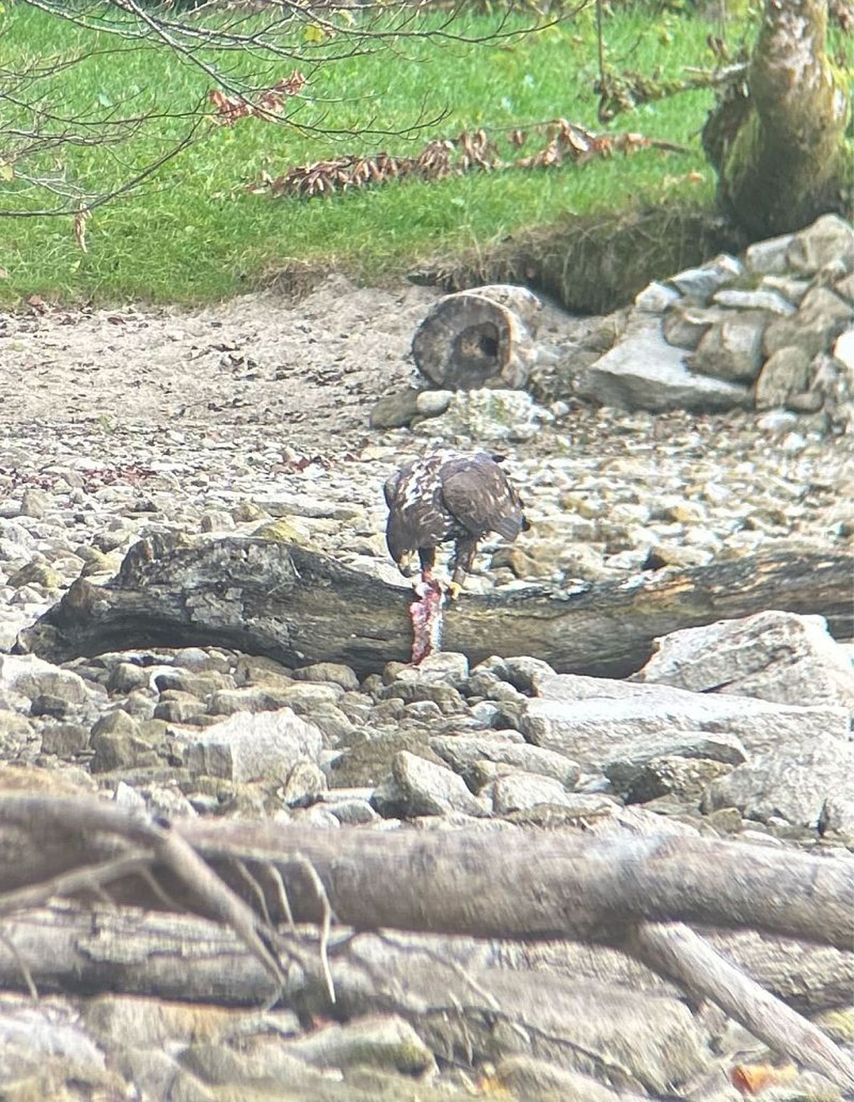 Seeadler am Zürichsee