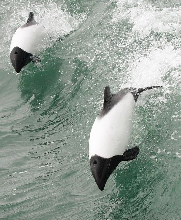 Commerson-Delfin
https://www.flickr.com/photos/33837393@N08/13090719624