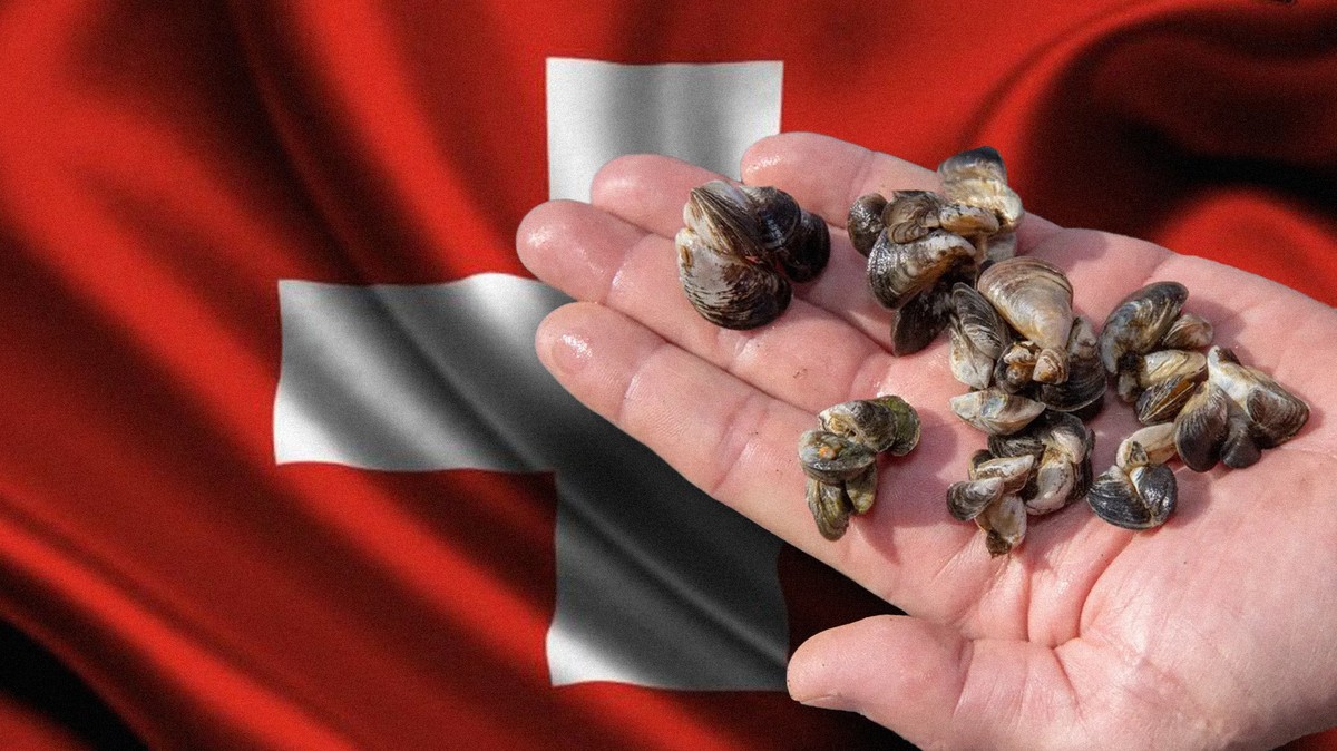 La moule quagga qui a envahi nos lacs n'est qu'un exemple parmi les presque 200 espèces considérées comme invasives dans toute la Suisse.