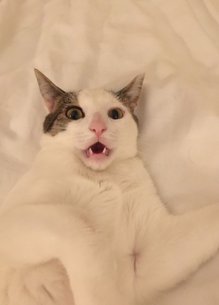 Was? Das Wochenende ist schon wieder vorbei?! Diese Katzen wissen ganz genau, wie du dich fühlst