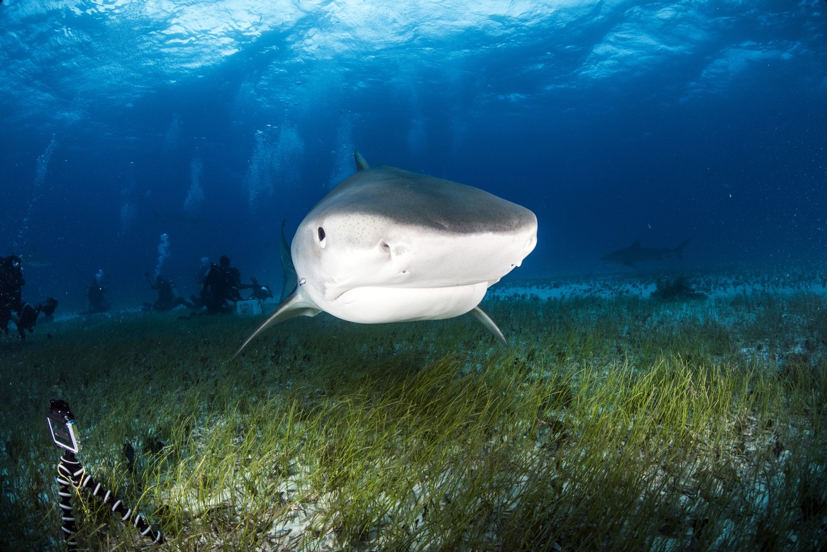 PIC BY ADAM HANLON/CATERS NEWS - (PICTURED The sharks are taught to always approach from the front) These jaw-some images show what its like to look inside the mouth of a tiger shark. Captured in amaz ...